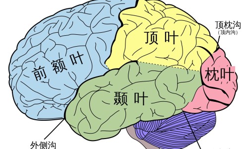 水产饮食-水产营养需求与饲料配制技术、水产品的食疗与健康 -水产类食物营养规律网